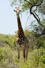 Giraffe (3 von 94).jpg